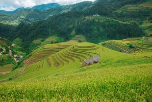 翠绿梯田 山间田园美景