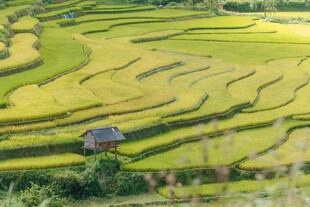梯田美景中的小屋