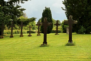 草坪上的造型树木景观