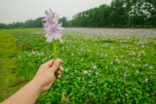 手捧紫花于绿野之上
