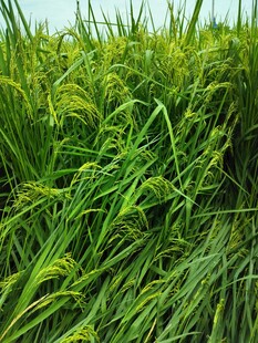 翠绿稻田 生机盎然