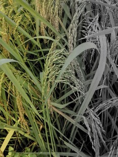 阳光下的翠绿草丛