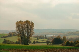 乡村田野中的两棵树木
