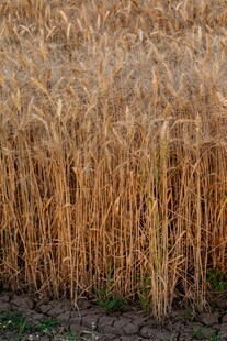 金黄麦田 丰 的希望景象