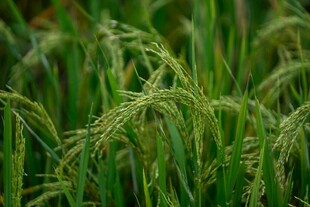 翠绿饱满的成熟稻穗