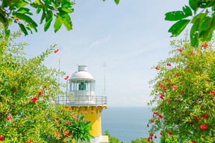 海岸灯塔旁的繁茂绿植