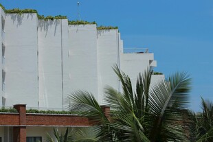 白色建筑旁的棕榈树景观