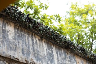 石墙上的繁茂绿植