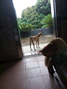 屋内小猫望屋外大狗