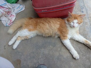 橘白猫咪悠闲躺地