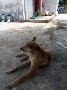 户外休憩的棕色家狗