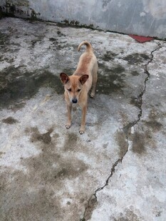 水泥地上的孤单小狗