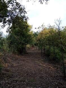 林间泥土小径 绿意盎然