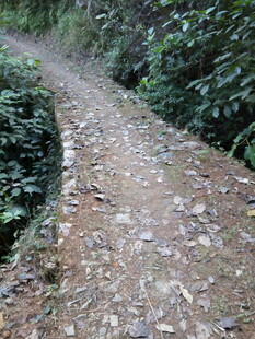 蜿蜒碎石小径 绿意环绕