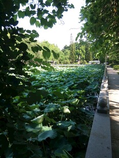 林荫小径旁的繁茂绿植