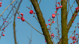 枝头红梅绽于蓝天之下