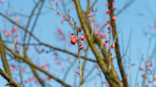 枝头红果映蓝天