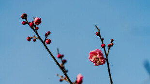 枝头绽放的艳丽红梅