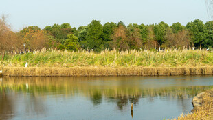 宁静湖畔风光