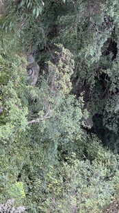 茂密山林绿意盎然