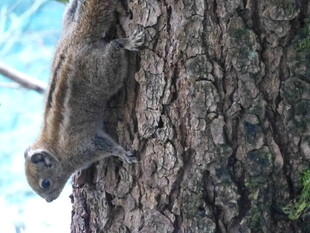 树上的松鼠