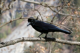 枝头栖息的黑鸟