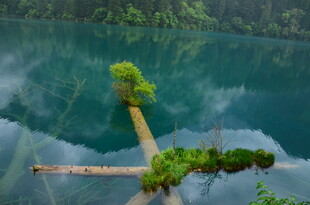 湖中小径 绿意盎然的美景