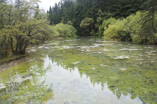 山间清澈溪流 绿意盎然