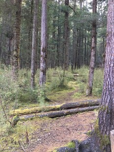 森林中的小径与倒地树木