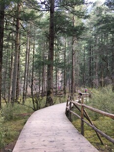 林间木栈道漫步景致