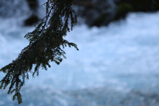 雪覆松枝的自然景致