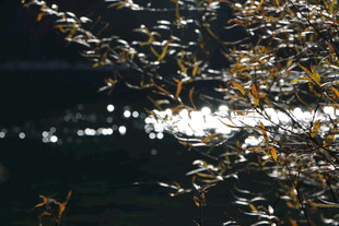 秋日树影下的粼粼波光