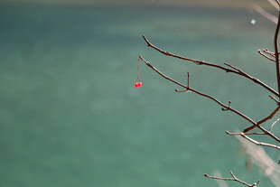 湖畔细枝挂红饰