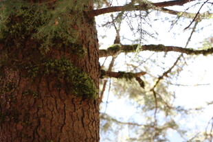 粗壮树干与伸展的树枝