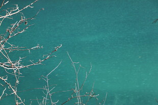 清澈湖水与岸边细枝