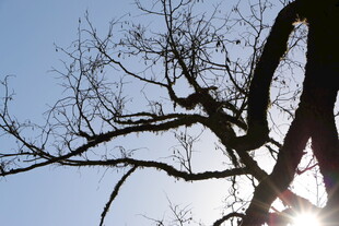 逆光下的光秃树枝剪影