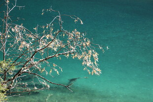 湖畔花枝映碧水
