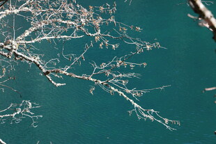水面上的枯枝景象
