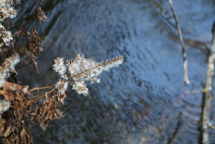 溪边覆雪的松枝