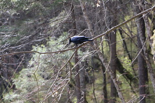 枝头栖息的黑鸟
