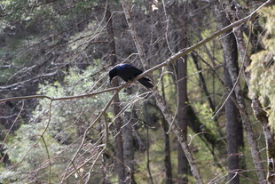 枝头黑鸟 林间静谧景象
