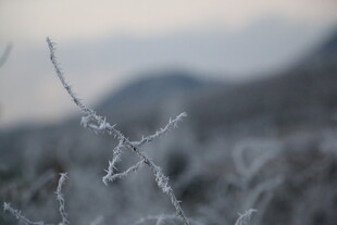 霜覆细枝的冬日景致