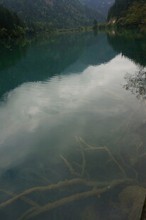 宁静湖水映白云与枝影