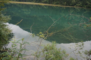 清澈幽潭边的绿植景观