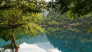 清澈蓝湖旁的葱郁树林