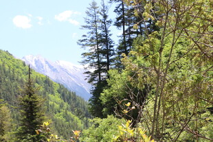 山林美景 绿意盎然的自然