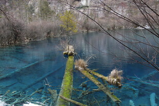 清澈蓝湖中的枯木景观