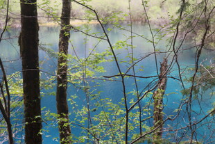 森林中的幽蓝湖水