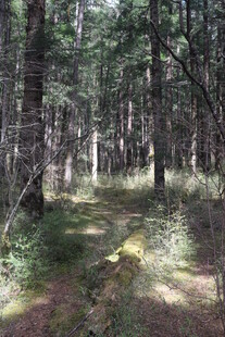 静谧森林中的林间小道