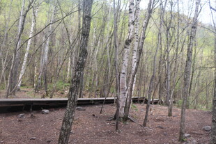 林间木栈道的静谧景致